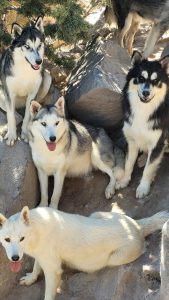 Embudo Valley Residents Urge Rio Arriba County To Enforce Animal Control Rules O