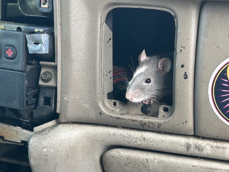 Eugene Police Rescue Over 100 Rats From Two Abandoned Vehicles
