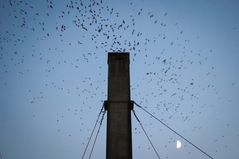 Eugene S Agate Hall Chimney Hosts Thousands Of Vaux S Swifts And Queer Birders S