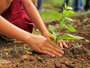 Evansville City Arborist Leads Free Community Tree Planting At Tepe Park