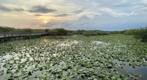 Explore Florida S Top Ten State And National Parks For Family Adventures