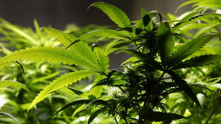 Fairfax County Board Adopts Maximum 3 5 Local Tax On Recreational Cannabis Sales