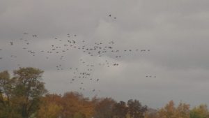 Fall Bird Migration Draws Visitors To Horicon Marsh In Dodge County