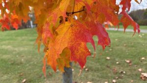 Fall Colors Draw Families To Brown County Parks For Scenic Walks And Photography