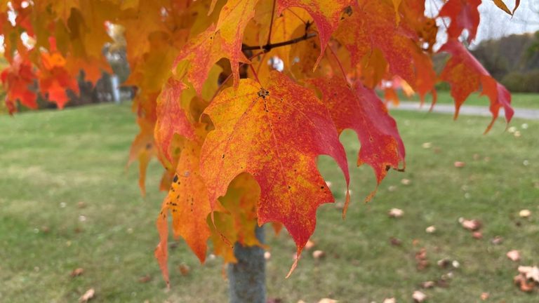 Fall Colors Draw Families To Brown County Parks For Scenic Walks And Photography