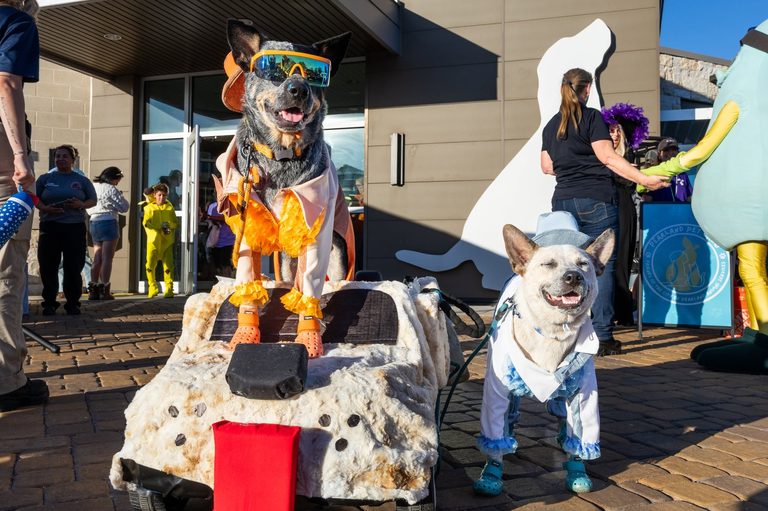 Fall Festival Highlights Free Halloween Fun And Music Events In Pearland Friends