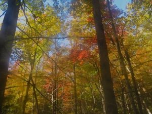 Fall Foliage Highlights On Grapeyard Ridge Trail In The Great Smoky Mountains