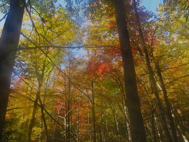 Fall Foliage Highlights On Grapeyard Ridge Trail In The Great Smoky Mountains