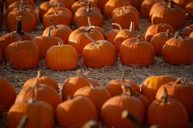 Fall Fun In Central Iowa Apple Orchards Pumpkin Patches And Family Activities
