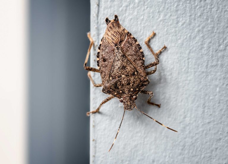 Fall Stink Bug Invasion How To Keep Your Home Bug Free