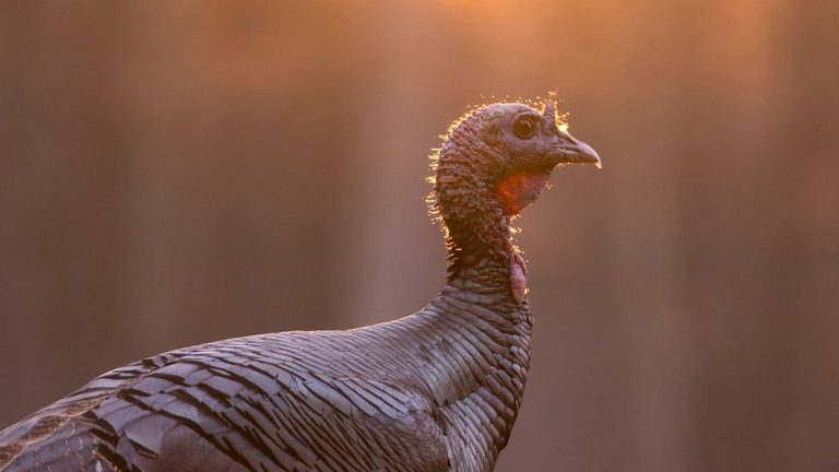 Fall Turkey Season Opens Across West Virginia With Staggered Hunting Windows