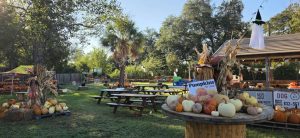 Family Friendly Pumpkin Patches To Visit Across Katy This Fall
