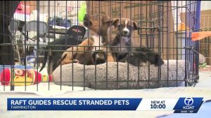Farmington Raft Operators Rescue Dozens Of Pets From San Juan County Floods