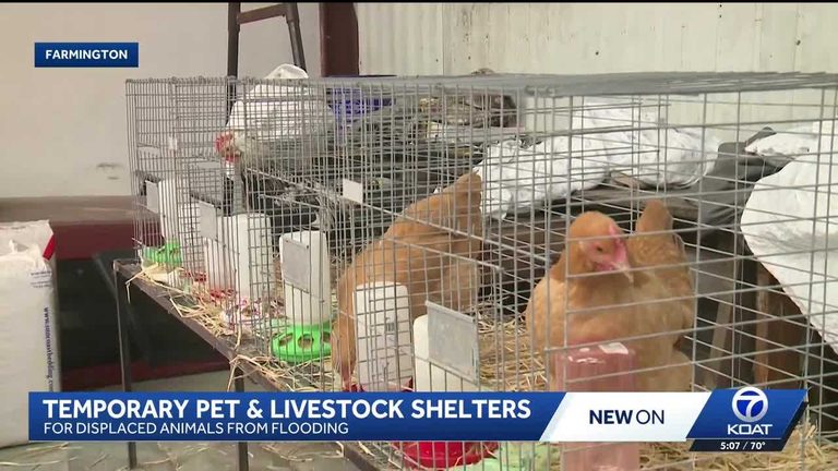 Farmington Warehouse Becomes Temporary Shelter For Flood Stranded Pets And Lives