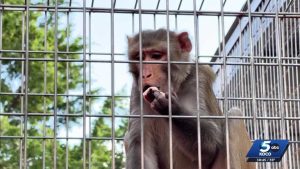 Fire At Oklahoma Primate Sanctuary In Newcastle Displaces Five Monkeys