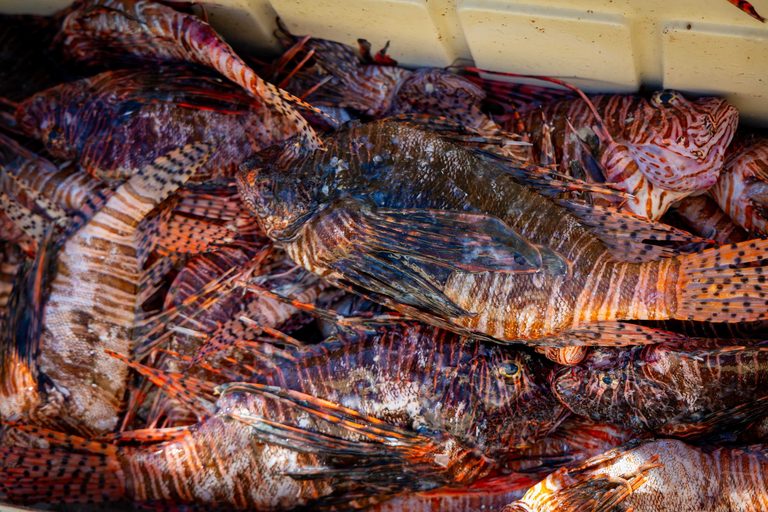 Florida Divers Haul Record 36 000 Invasive Lionfish In State Challenge