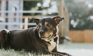 Florida Vets Outline Key Signs Of Canine Cognitive Dysfunction For Pet Owners