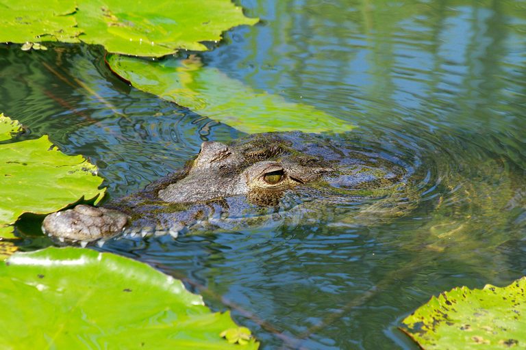 Florida Wildlife Officials Report First Known Lead Poisoning Death Of An America