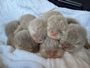 Fort Fisher Aquarium Welcomes Five New Asian Small Clawed Otter Pups