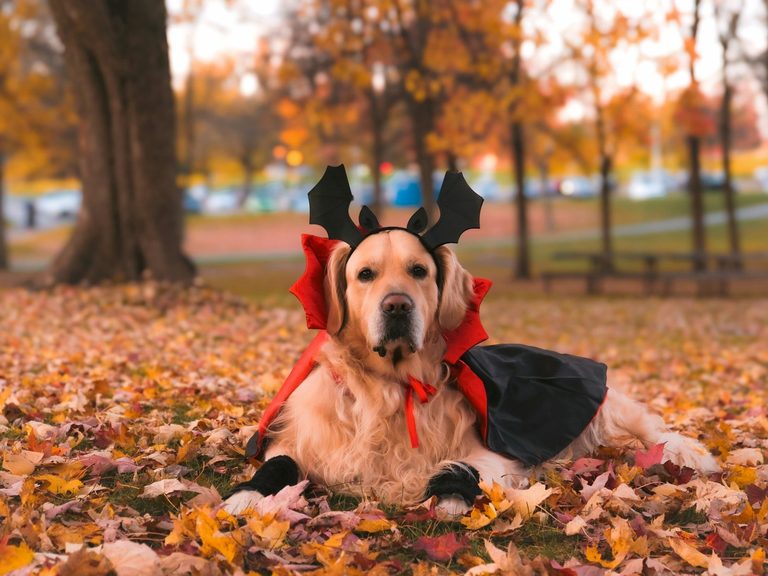 Fort Wayne Pet Owners Advised On Halloween Safety Measures