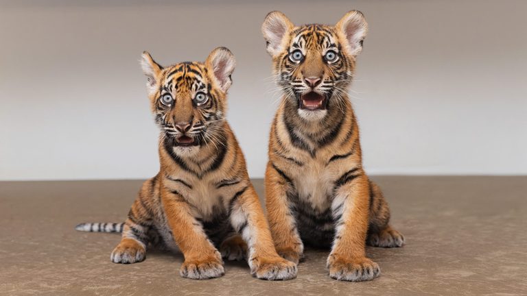 Fort Worth Zoo Welcomes First Ever Twin Sumatran Tiger Cubs