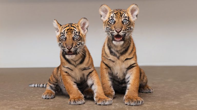 Fort Worth Zoo Welcomes Two Newborn Sumatran Tiger Cubs