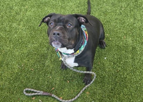 Four Year Old Shelter Dog Liv Seeks Forever Home At Lucas County Canine Care