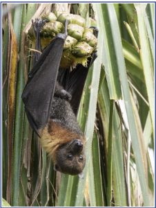 Free Batacular Event Brings Bat Conservation Education To Bend Oct 24