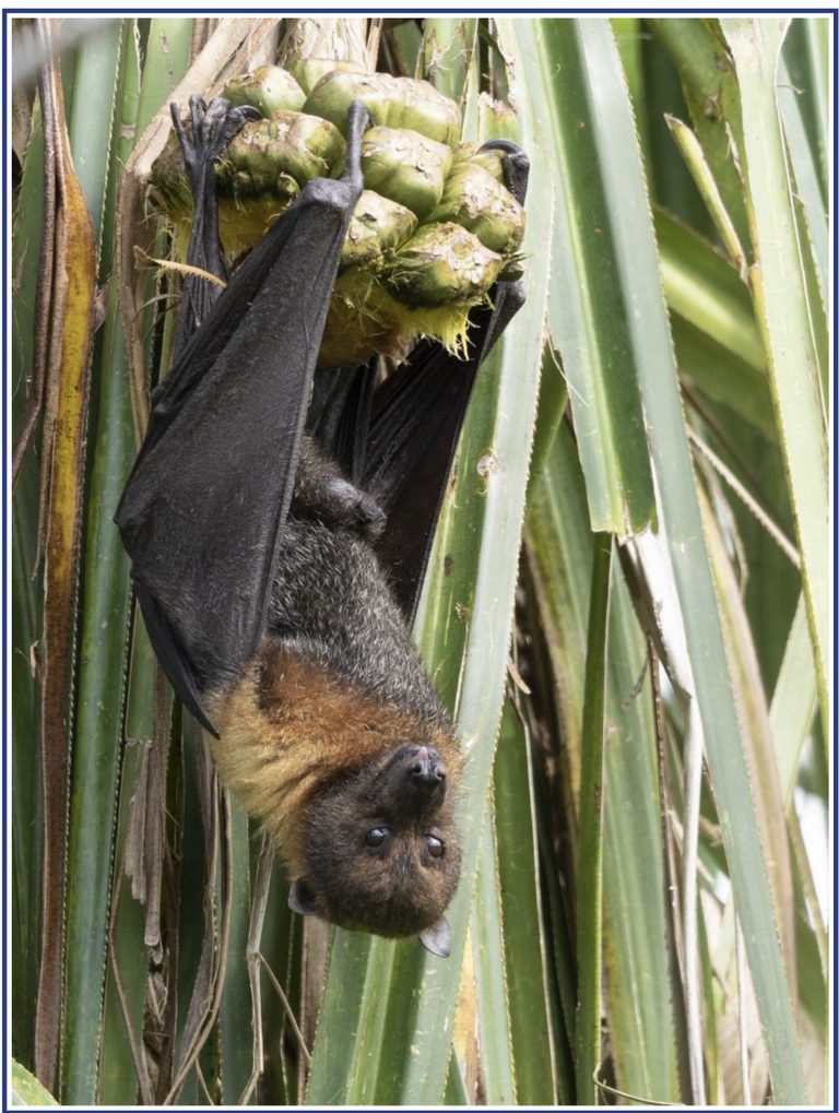 Free Batacular Event Brings Bat Conservation Education To Bend Oct 24