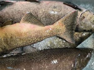 Free Dnr Fish Facility Open Houses In Kewaunee And Racine Saturday