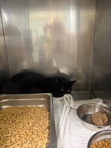 Friends Of The Mobile Animal Shelter Seeks Foster Homes For 11 Abandoned Cats