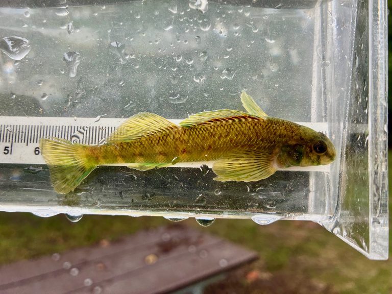 Friends Of The Rouge Celebrate Return Of Rare Greenside Darter After 100 Years