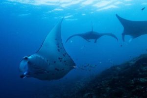 Global Biodiversity Funding Falls Short Ahead Of Un Cop17 Summit