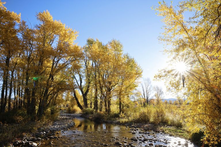Golden Autumn Leaves Light Up Jackson Valley Photographer Captures Scene