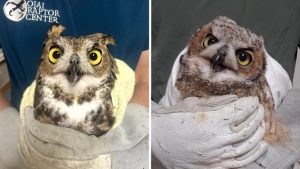 Great Horned Owl Rescued In Lancaster Returns To The Wild After Rehabilitation