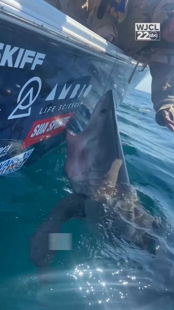 Great White Shark Lunges At Woman Near Tybee Island Crew Averts Danger