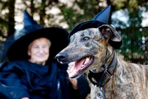 Green Bay Vets Urge Pet Owners To Prepare For Halloween Hazards