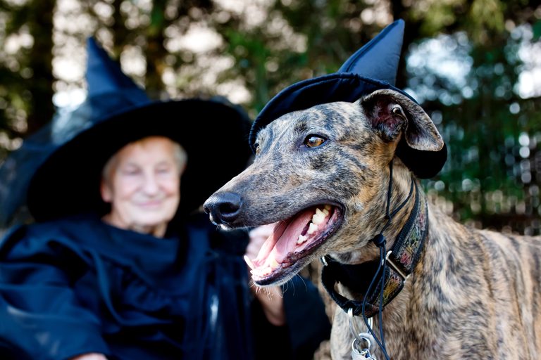 Green Bay Vets Urge Pet Owners To Prepare For Halloween Hazards
