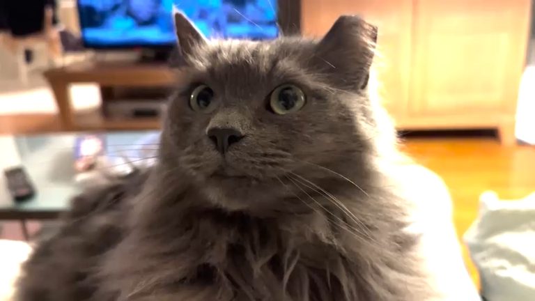 Greenwich Family Reunited With Cat Turtle After 571 Day Two State Journey