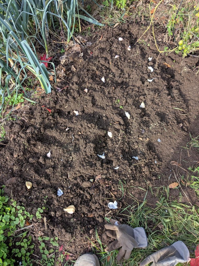 Grow Your Own Garlic Plant One Clove Harvest Ten
