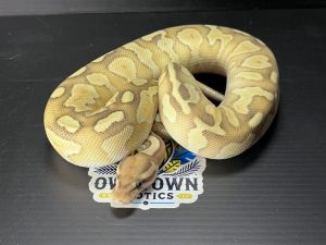 Hale Center Entrepreneur Turns Childhood Love Of Reptiles Into Growing Exotic Pe