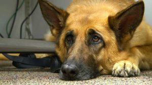 Halloween Can Stress Dogs Expert Offers Safety Tips For Pet Owners