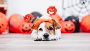 Halloween Spending Expected To Reach 13 5 Billion In 2026 Nearly 1 Billion On Pe