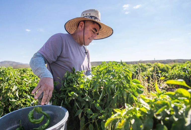 Hatch Valley Farmers Grapple With Flood Damage And Drought After September Storm