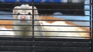 Haywood County Animal Shelter Rescues Over 70 Animals From Brownsville Home