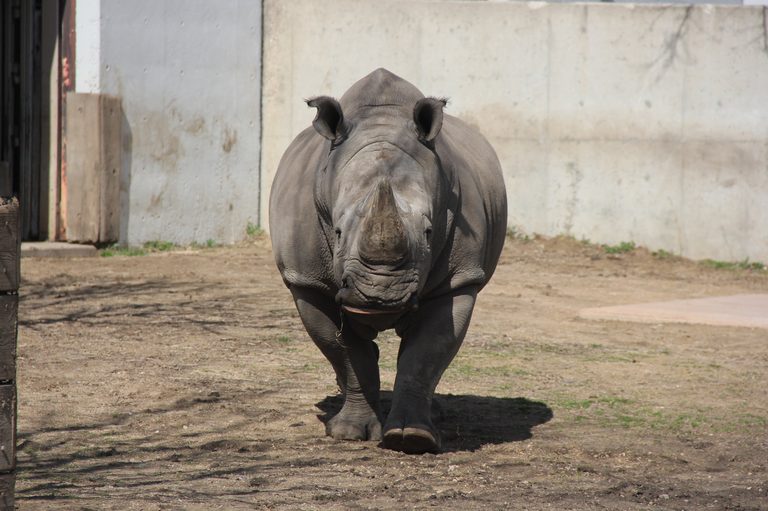 Henry Vilas Zoo Announces Southern White Rhino Harmon Will Relocate To New Aza F