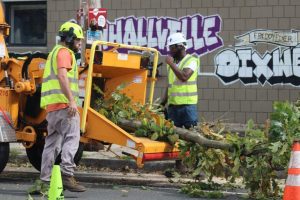 High School In The Community Removes Six Hazardous Oak Trees On Union Street