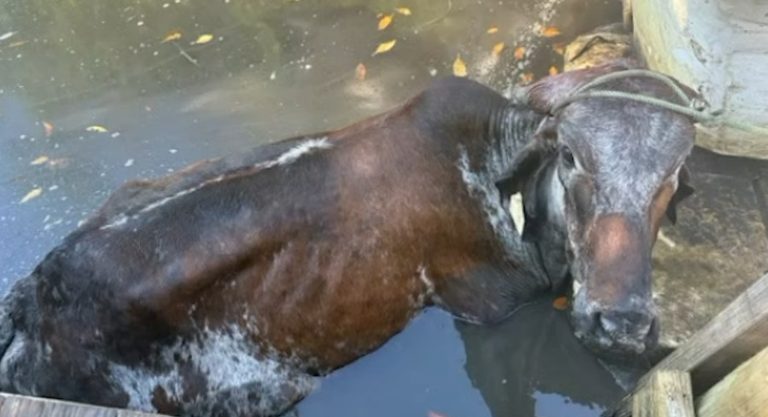 Hillsborough Deputies Rescue 18 Month Old Heifer From Mud Filled Canal