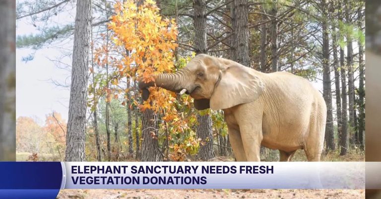 Hohenwald Elephant Sanctuary Seeks Fresh Tree Trimmings From Local Yard Work