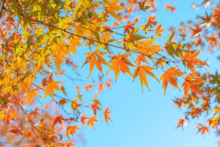 Home Garden Show Explains Why Indiana Leaves Turn Brilliant Fall Colors